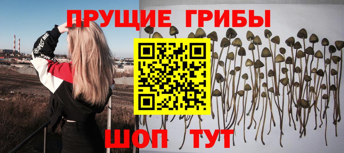 Ачинск  Псилоцибиновые грибы мицелий  Вход с VPN 